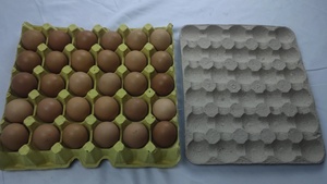 Khay trứng nhỏ/máy hộp trứng phù hợp với khuôn/khuôn - Product Image 3