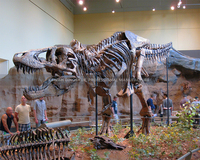 Vente d'usine Réplique réaliste de crâne de T-Rex Squelette Demi-corps Personnalisé