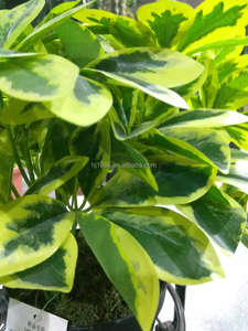 Planta en maceta pequeña Tropical realista, follaje de plástico Artificial variegado, Schefflera <span class=keywords><strong>Arboricola</strong></span> - Product Image 5