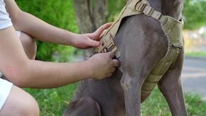 Dog Leash Protection Against Sudden Movements Escape Large Dog Chest Back Harness Reflective Dog Rope Vest Style Pet Accessory - Product Image 6