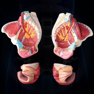 Modèle d'anatomie de bassin féminin démontable en PVC, avec muscles du plancher pelvien et nerfs, fournitures de laboratoire - Product Image 3