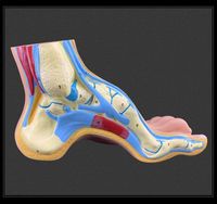 Pied plat de pied normal humain et modèle de pathologie d'anatomie du pied arqué 3PCS