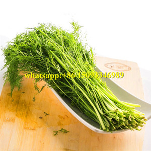 Stainless Steel Dill Leek Dry Skin Dirt Removing Machine/chive Onion Dead Leaves Cleaning Machine/coriander Roots Cleaner <strong>Cutter</strong> - Product Image 6