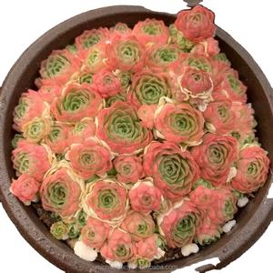 Piante Succulente in Vaso Sempervivum Pianta Ornamentale da Giardino - Product Image 1