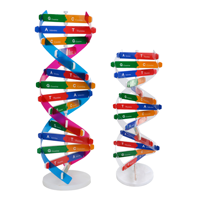 Modèle biologique de structure de molécule d'ADN, modèle moléculaire d'ADN coloré, jouet éducatif