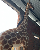 Statues de girafe en fibre de verre et résine, décor de jardin extérieur, taille réelle, art abstrait anime, personnalisées, colorées, en vente