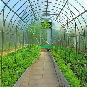 Domates galvanizli çelik çerçeve tarım sera için plastik Film tek açıklıklı yeşil ev