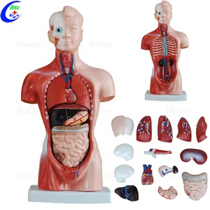 Anatomik çift seks insan Torso vücudu anatomisi modeli eğitim öğretim için