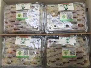 Chất Lượng Cao Dong Jujube Ngày Đặc Biệt Của Trung Quốc Tuyệt Vời Tươi Trái Cây Mùa Đông Táo Tàu - Product Image 5