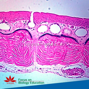 Cố định thiết lập phổ biến nhất tảo sinh học chuẩn bị Kính hiển vi Slide thiết lập cho sinh học thiết bị phòng thí nghiệm - Product Image 2