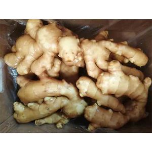 ธรรมชาติและอินทรีย์ฟาร์มปลูกขิงสด - Product Image 3