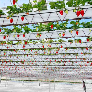 Serre agricole commerciale à double couche de petite taille cadre en acier galvanisé à chaud longueur personnalisable 150/200micro film PE - Product Image 6