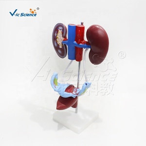 Mannelijk genitourinair systeem Mannelijk menselijk lichaam Medisch model Anatomisch model Reproductiesysteem Anatomisch model - Product Image 4