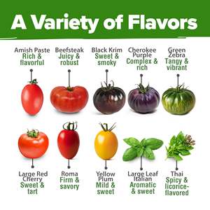 Kit de semis de tomates et <span class=keywords><strong>basilic</strong></span> 100 % non-OGM, variétés anciennes, comprenant Cherry, Roma et Zebra, pour jardinières suspendues en centre commercial - Product Image 3