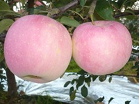 Pomme fuji chinoise douce rouge juteuse, vente en gros, prix à l'exportation de la chine
