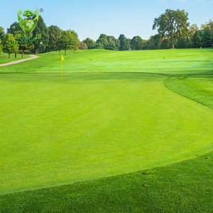 <span class=keywords><strong>Precio</strong></span> de fábrica, césped de Golf, césped deportivo, césped artificial para interiores y exteriores, césped sintético de Golf verde, campo deportivo, césped de paisaje - Product Image 6