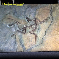 V Early Bird-espécimen de esqueleto, arqueopteryx