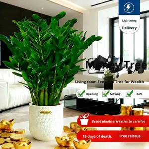 Arbre à argent en pot, plante d'intérieur facile à cultiver, purificateur d'air, protection contre les radiations, <span class=keywords><strong>fleur</strong></span>, salon, quatre saisons, bureau, prospérité - Product Image 1