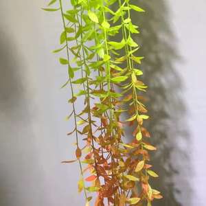 Flores Artificiales de <span class=keywords><strong>Sauce</strong></span> <span class=keywords><strong>Llorón</strong></span>, Vegetación Artificial de Plástico, Enredadera Colgante para Decoración de Bodas y Año Nuevo Chino - Product Image 2