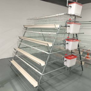 Système moderne d'élevage avicole de type cage à poules pondeuses avec alimentation automatique et système d'évacuation des déjections pour poules pondeuses - Product Image 5