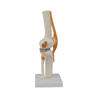 Modèle d'enseignement scientifique médical DARHMMY, modèle de squelette en PVC, articulation du genou fonctionnelle avec ménisque bleu