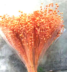 Guansen Décoration Bohème Fleurs <span class=keywords><strong>de</strong></span> Haricots d'Acacia Séchées et Conservées Colorées Haricots Riches Naturels pour Décorations <span class=keywords><strong>de</strong></span> Noël et <span class=keywords><strong>de</strong></span> <span class=keywords><strong>la</strong></span> Fête des Mères - Product Image 1