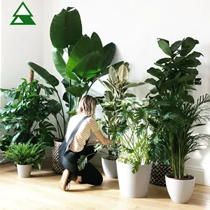 Paradise Palm Outdoor Indoor Home Ornamental Small Fake Potted Plante tree Artificial kwai Palm Tree Plants for Sale