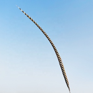 Plumas <span class=keywords><strong>de</strong></span> Cola <span class=keywords><strong>de</strong></span> Faisán Reeves <span class=keywords><strong>de</strong></span> 130 cm, <span class=keywords><strong>Venta</strong></span> al por Mayor, Plumas Crudas con Patrón, Plumas <span class=keywords><strong>de</strong></span> Faisán - Product Image 6