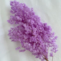 Vente d'usine : Fougères d'asperges éternelles faites à la main pour la décoration de la maison, de mariages et de la Saint-Valentin – Fougère stabilisée à fleurs éternelles