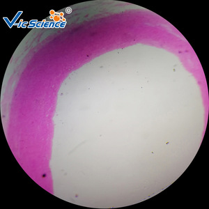Suministro directo de fábrica de preparaciones biológicas para la educación superior, escuelas de medicina, institutos de investigación y preparaciones arteriales animales. - Product Image 3