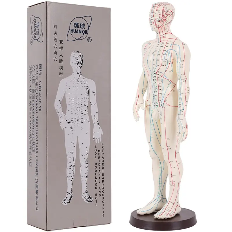 Huanqiu marca masculina 50cm feminina, 48cm corpo meridiano humano acupuntura modelo