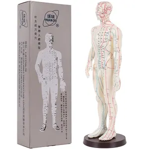 Huanqiu-modelo de puntos de acupuntura para hombre y mujer, 50cm, meridianos humanos de 48cm