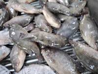Poisson Tilapia Congelé Vivant en Gros, Tilapia Noir Entier Congelé