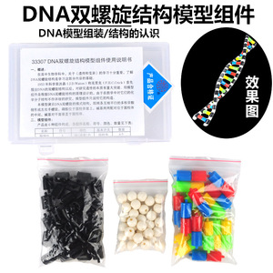 Modelo de estructura de doble hélice del ADN, equipo experimental biológico, instrumentos didácticos, variación genética de desoxirribósico - Product Image 1
