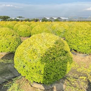 HOKBG Garden supplies Tissu PP léger mais résistant anti-UV <span class=keywords><strong>avec</strong></span> poignées Sac de culture pour balles d'<span class=keywords><strong>espalier</strong></span> d'intérieur et d'extérieur - Product Image 4