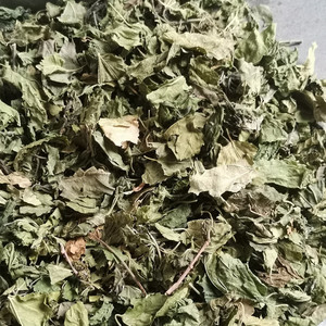 Hojas de Morus <span class=keywords><strong>Alba</strong></span> (Murier Blanc) Secas Naturales Puras en Trozos para la Venta - Product Image 4