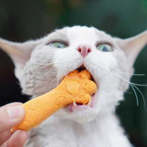 Venta Directa de Fábrica OEM, Snacks Liofilizados para Mascotas, Palitos Dentales para Gatos, Golosinas para Mascotas, Cubos de Carne Liofilizados para Perros y Gatos - Product Image 3