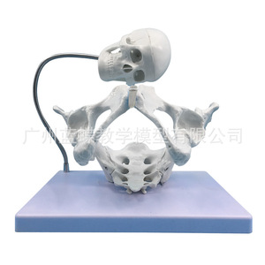 Modèle d'enseignement en obstétrique fœtale, modèle pelvien féminin, modèle pelvien d'accouchement, enseignement de l'accouchement, modèle pelvien - Product Image 4