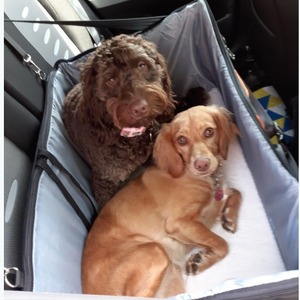 เบาะนั่งเสริมในรถสำหรับสัตว์เลี้ยง สีดำ รูปทรงสี่เหลี่ยมผืนผ้า ซักล้างได้ เตียงสำหรับสุนัขในเบาะหลัง - Product Image 4