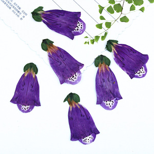 Flores de Globo Real Naturales, Preservadas y Secas para la Creación de Joyería de Resina - Product Image 2