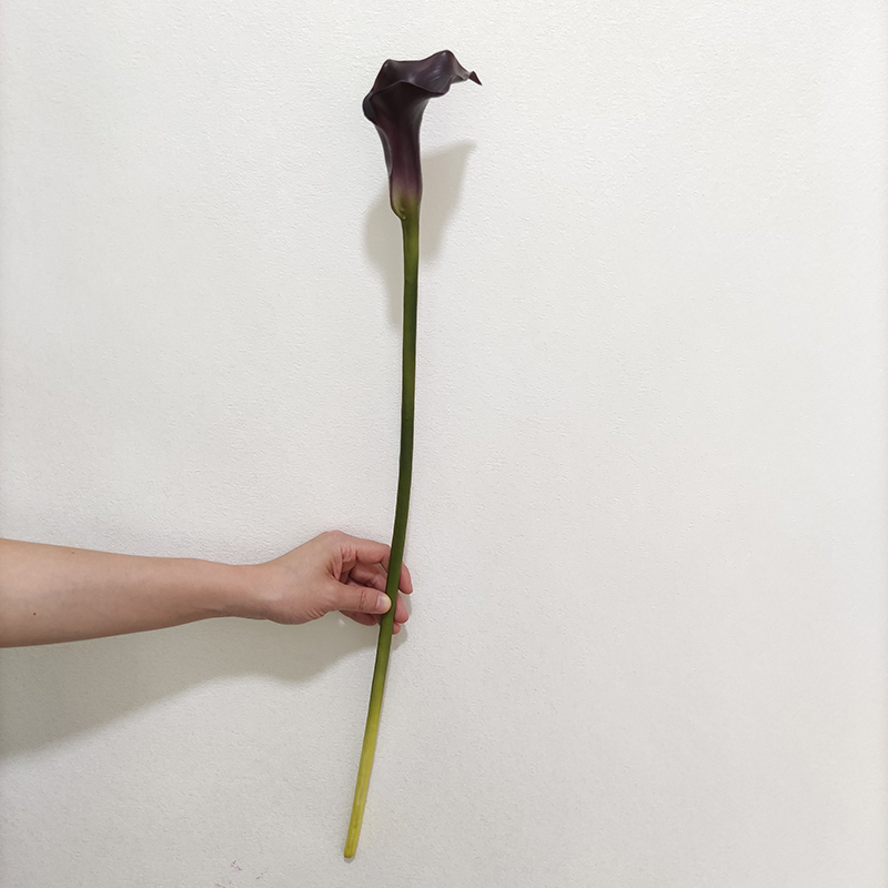 OX80035-1 violet