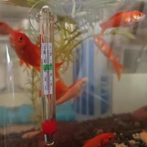 Termómetro Digital Flotante para Pecera, con Ventosa, de Vidrio, Impermeable, de Alta Precisión - Product Image 2
