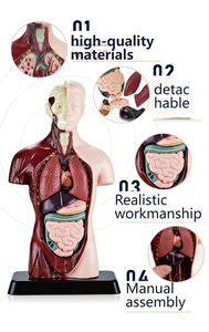 Modello Anatomico di Torso Umano a Mezzo Busto, Modello del Sistema Respiratorio per l'Insegnamento Medico - Product Image 5