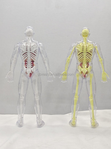 Juguetes de modelo de anatomía, modelo de anatomía muscular humana, juguete de órgano corporal, laboratorio de anatomía <span class=keywords><strong>y</strong></span> fisiología humana - Product Image 4