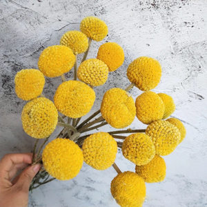 Idea Prodotto 2026: Fiori e Piante Secche Craspedia Golden Ball Billy Balls per Decorazioni Matrimoniali - Product Image 2