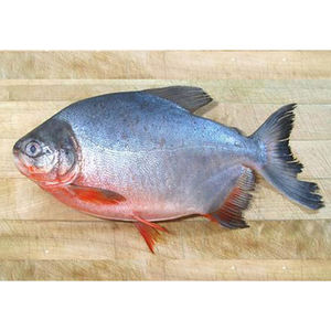ปลาปอมฟเรตแดงแช่แข็ง ปลาปอมปานโกรูปทรงกลมทั้งตัว ราคาปลาแช่แข็ง ปลาปาคูสำหรับขาย - Product Image 3