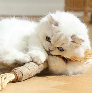 Büyük boy doğal kedi çiğnemek sopa kedi diş temizleme Silvervine oyuncaklar büyük Matatabi kedi için sopa - Product Image 5