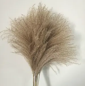 Cheap Dry Flowers Wedding Decorative Flower Natural Real Dried Pampas Grass