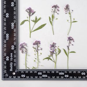 Lobularia <span class=keywords><strong>maritima</strong></span> seca en relieve, flor prensada dulce de alissum para bricolaje, funda de teléfono, decoración de uñas, joyería, postales, venta al por mayor - Product Image 6