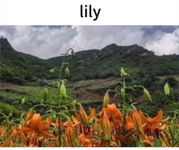 Bulbes de lys séchés, parfaits pour les soupes, les tisanes et la cuisine asiatique